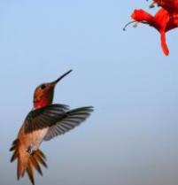 Allen's Hummingbird