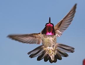 Anna's Hummingbird