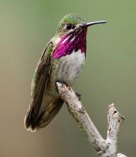 Calliope Hummingbird