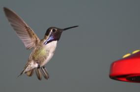 Costa's Hummingbird