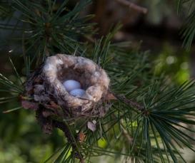 Hummingbird nest