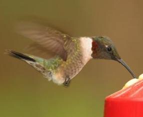 Hummingbird feeding