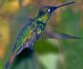 Magnificent Hummingbird