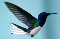 Violet-crowned hummingbird