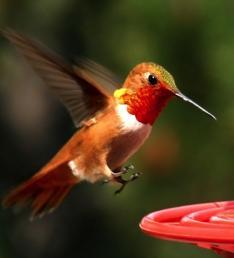 Rufous Hummingbird